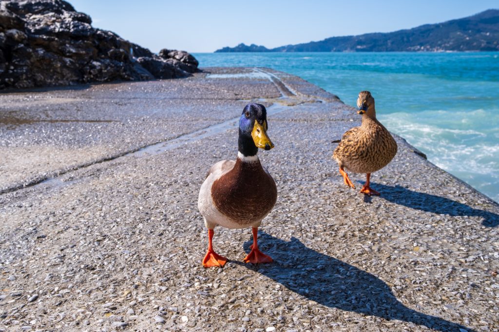 Walking Ducks on the bay. Zoagli, Italy.
