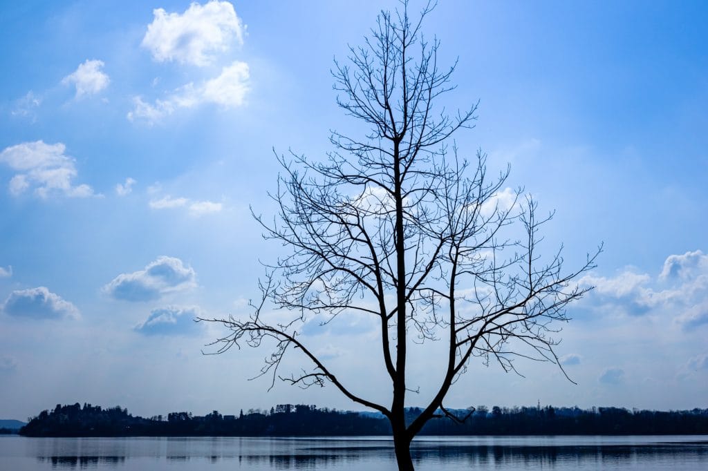 Tree on lake Varese, Italy.
